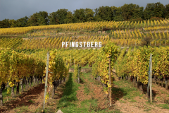 Pfingstberg er Grand Cru - og delt mellem mange vinavlere