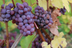 Récolte Tardive - sen høst