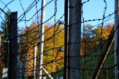 Den originale pigtråd