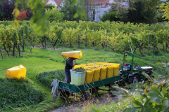 Vinhøsten på 25 m afstand fra p-pladsen